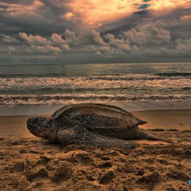 Leatherback Seaturtle