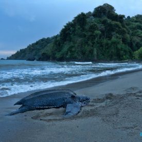 Leatherback Seaturtle