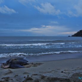 Leatherback Seaturtle