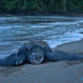 Leatherback Seaturtle