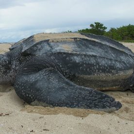 Leatherback Seaturtle