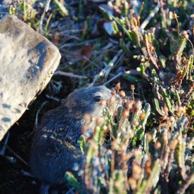 Lemming