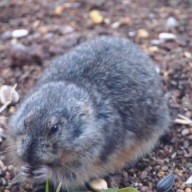 Lemming
