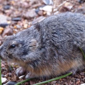 Lemming