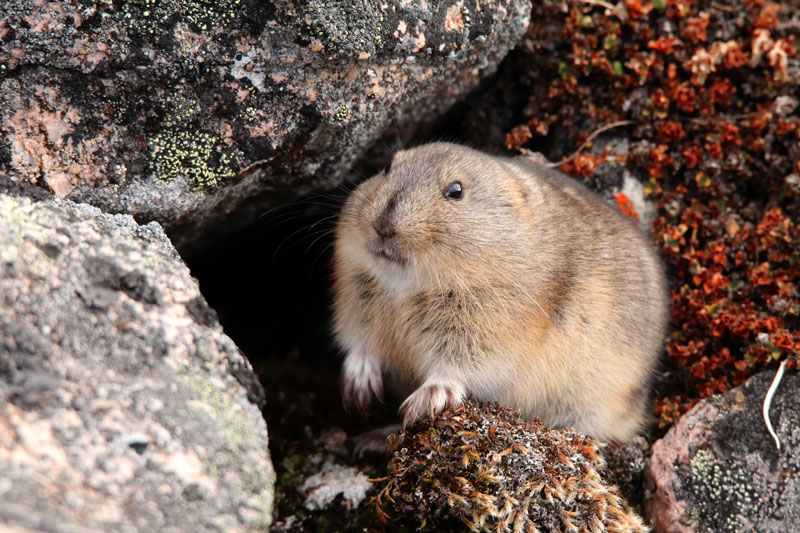 Arctic Lemmings Facts