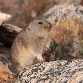 Lemming