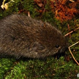 Lemming