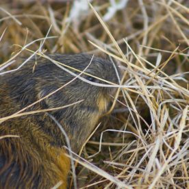 Lemming