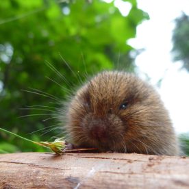 Lemming