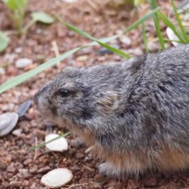 Lemming