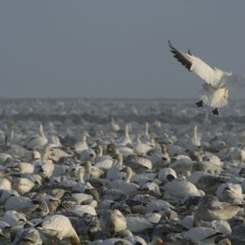 Lesser Snow Goose