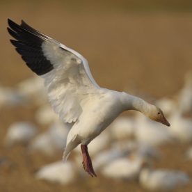 Lesser Snow Goose