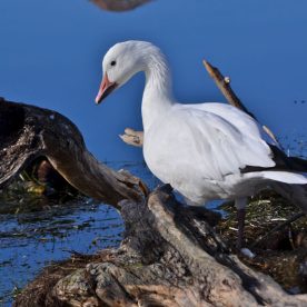 Lesser Snow Goose