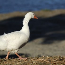 Lesser Snow Goose