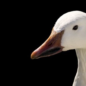 Lesser Snow Goose