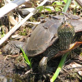 Map Turtle