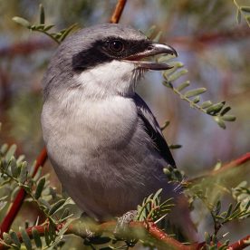 Loggerhead Shrike