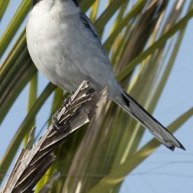 Loggerhead Shrike