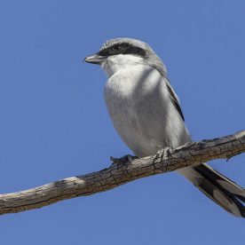 Loggerhead Shrike