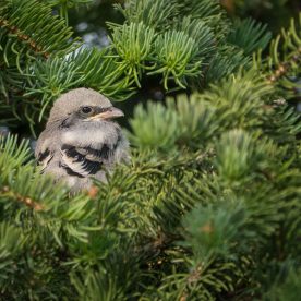 Loggerhead Shrike