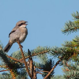 Loggerhead Shrike