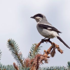Loggerhead Shrike