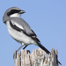 Loggerhead Shrike