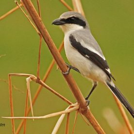 Loggerhead Shrike