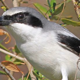 Loggerhead Shrike