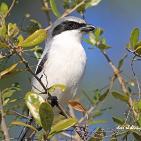 Loggerhead Shrike