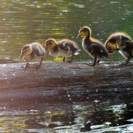 Mallard
