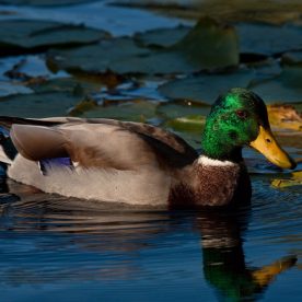 Mallard