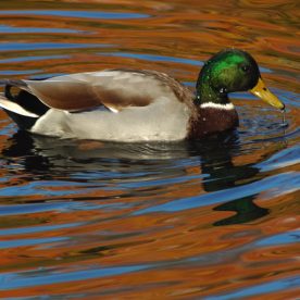 Mallard
