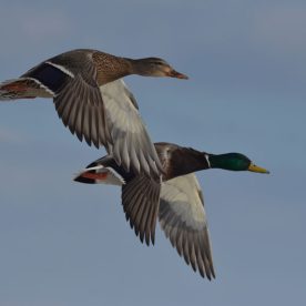 Mallard