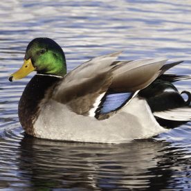 Mallard