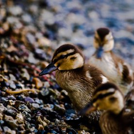 Mallard