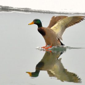 Mallard
