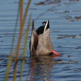 Mallard