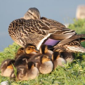 Mallard