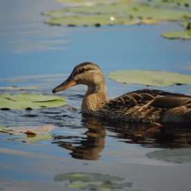 Mallard