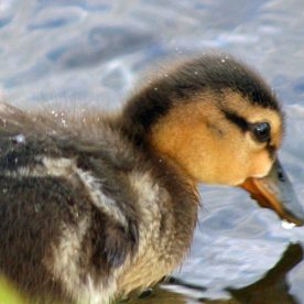 Mallard