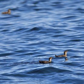 Marbled Murrelet