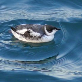 Marbled Murrelet