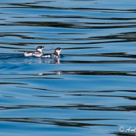Marbled Murrelet