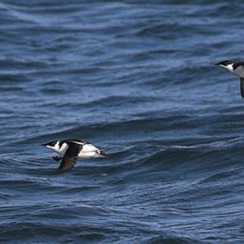 Marbled Murrelet