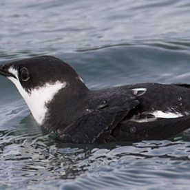 Marbled Murrelet