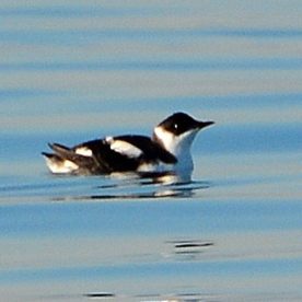 Marbled Murrelet