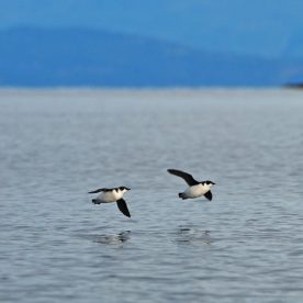 Marbled Murrelet