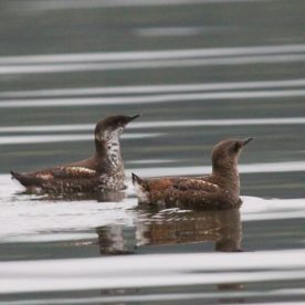 Marbled Murrelet