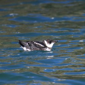 Marbled Murrelet